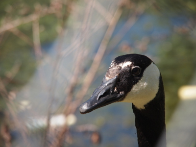 [Front side head view of the goose with the white spot between its eyes visible.]